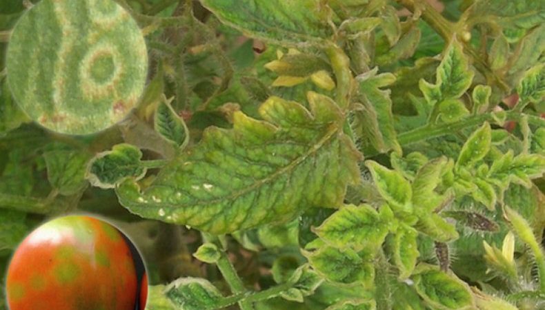Какво да направите, ако на доматите се появят кафяви петна: снимки на засегнатите домати и начини за запазването им