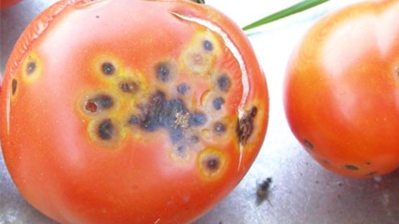 Wat te doen als er bruine vlekken op tomaten verschijnen: foto's van aangetaste tomaten en manieren om ze te redden