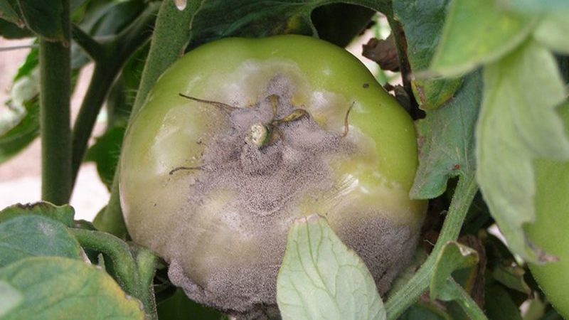 Wat te doen als er bruine vlekken op tomaten verschijnen: foto's van aangetaste tomaten en manieren om ze te redden