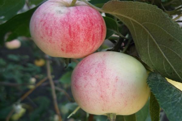 إرشادات خطوة بخطوة لتطعيم شجرة تفاح في الصيف للمبتدئين