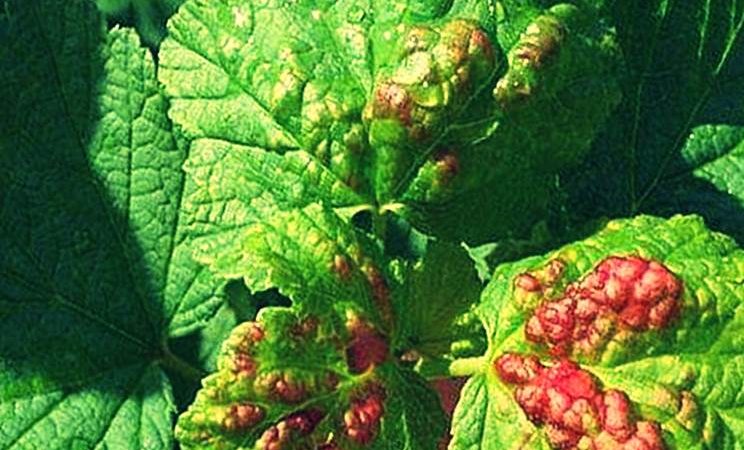 What is currant anthracnose and how to deal with this disease