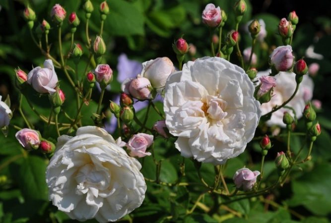 Инструкции за начинаещи градинари: как да размножават катереща роза с резници през лятото на етапи