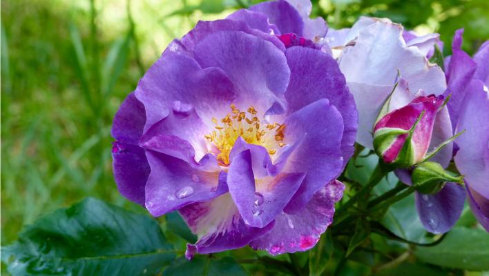 Kaip auginti purpurines rožes ir kokias veisles pasirinkti?