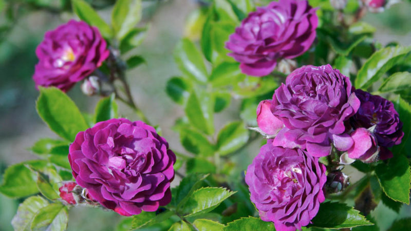 Hoe paarse rozen te kweken en welke variëteiten je moet kiezen
