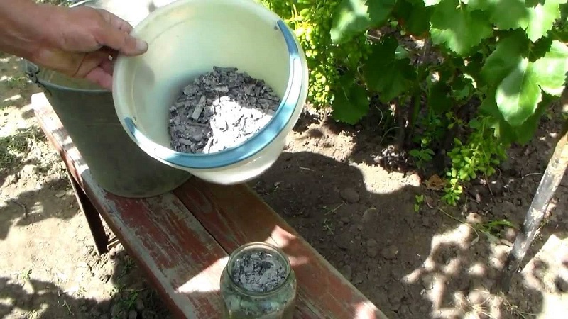 Cosa è utile per nutrire l'uva con la cenere in estate e come applicarla correttamente