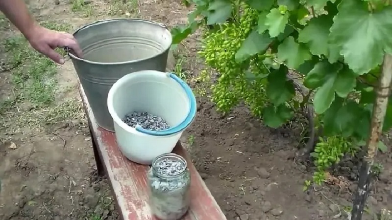 Wat is handig voor het voeren van druiven met as in de zomer en hoe deze correct toe te passen