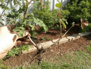 Instructions pour les jardiniers débutants: comment propager une rose grimpante avec des boutures en été par étapes