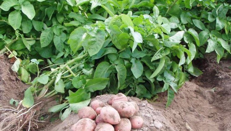 De redenen voor het drogen van de toppen en of de aardappelen daarna groeien