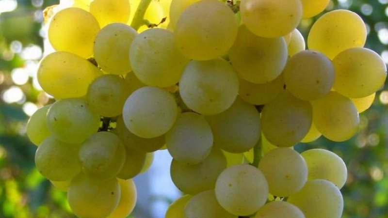 What are technical grape varieties and which are the best