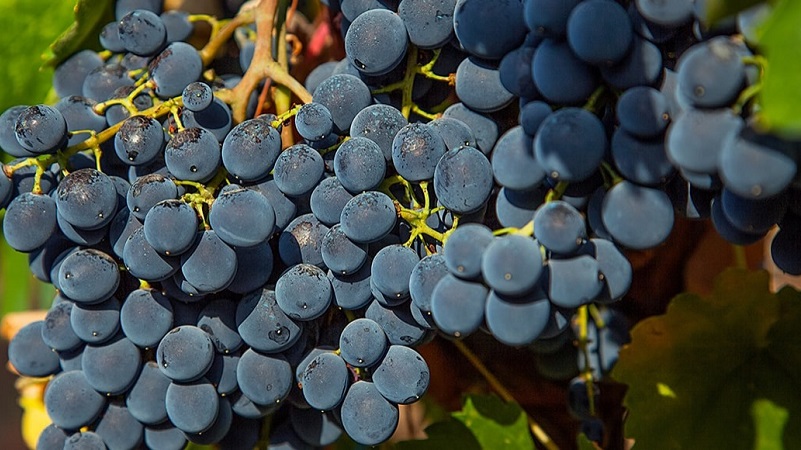 What are technical grape varieties and which are the best