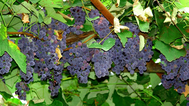 Кои са техническите сортове грозде и кои са най-добрите