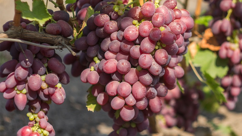 Кои са техническите сортове грозде и кои са най-добрите