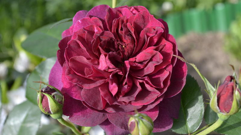 Como cultivar rosas roxas e quais variedades escolher