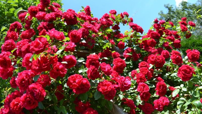 As melhores variedades resistentes ao inverno de rosas trepadeiras florescendo durante todo o verão
