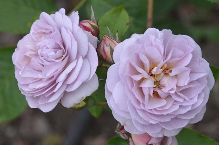 Ako pestovať fialové ruže a ktoré odrody si vybrať