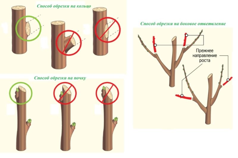 Stapsgewijze instructies voor het snoeien van appelbomen in het voorjaar voor beginnende tuinders