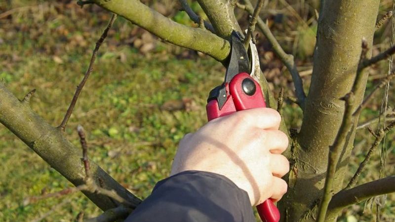 إرشادات خطوة بخطوة لتقليم أشجار التفاح في الربيع للمبتدئين في الحدائق
