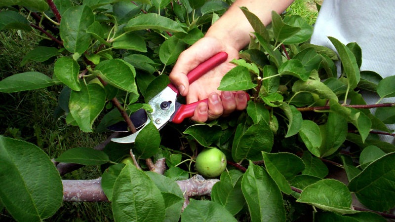 Yeni başlayan bahçıvanlar için yaz aylarında bir elma ağacını budama talimatları
