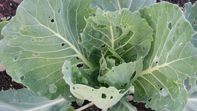 How to deal with fleas on cabbage