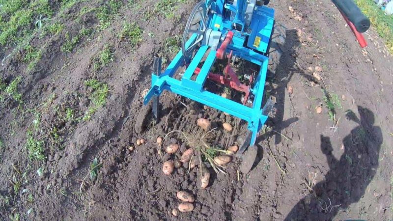 Cómo cavar patatas con un tractor a pie