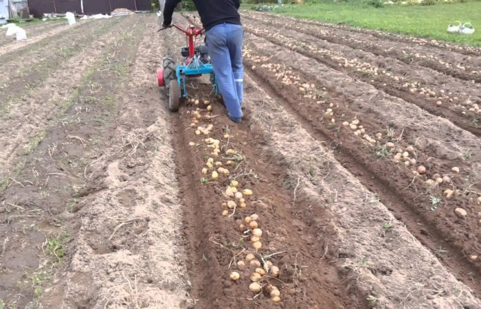 Ako kopať zemiaky pomocou traktora, ktorý stojí za sebou