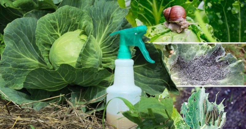 How to dilute ammonia and treat cabbage with it from pests