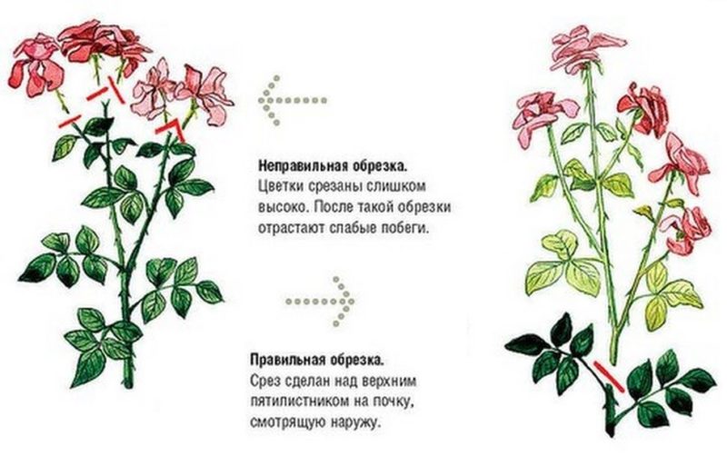 تعليمات للمزارعين المبتدئين: كيفية تقليم الورود بعد الإزهار في الصيف حتى تتفتح مرة أخرى