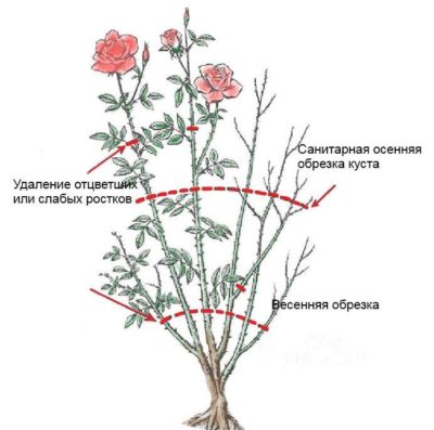Instructies voor beginnende kwekers: hoe rozen na de bloei in de zomer te snoeien zodat ze weer bloeien