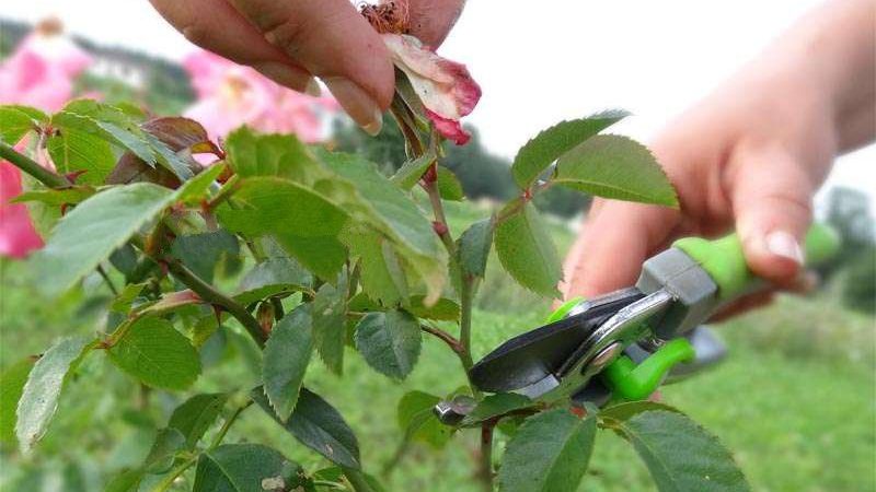 Instruções para cultivadores iniciantes: como podar rosas após a floração no verão para que floresçam novamente