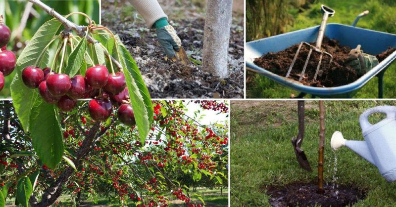 Како правилно заливати трешње током лета: упутства за баштоване почетнике