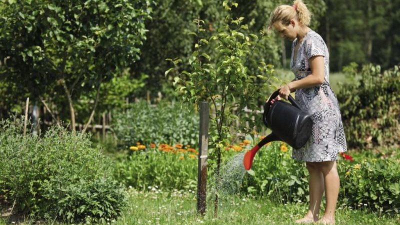 Como regar cerejas adequadamente no verão: instruções para jardineiros iniciantes