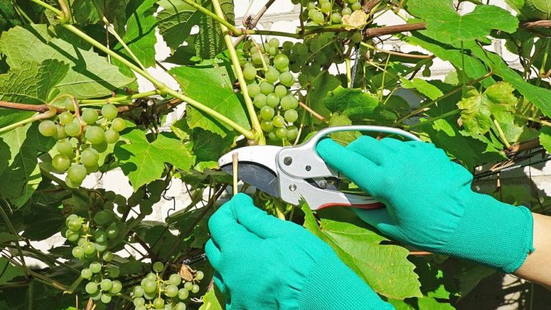 Yeni başlayan yetiştiriciler için yaz aylarında üzümleri budamaya yönelik adım adım kılavuz