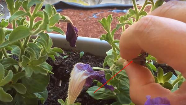 Hoe petunia-zaden thuis op de juiste manier te verzamelen