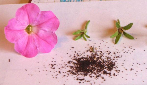 Evde petunya tohumları nasıl düzgün bir şekilde toplanır