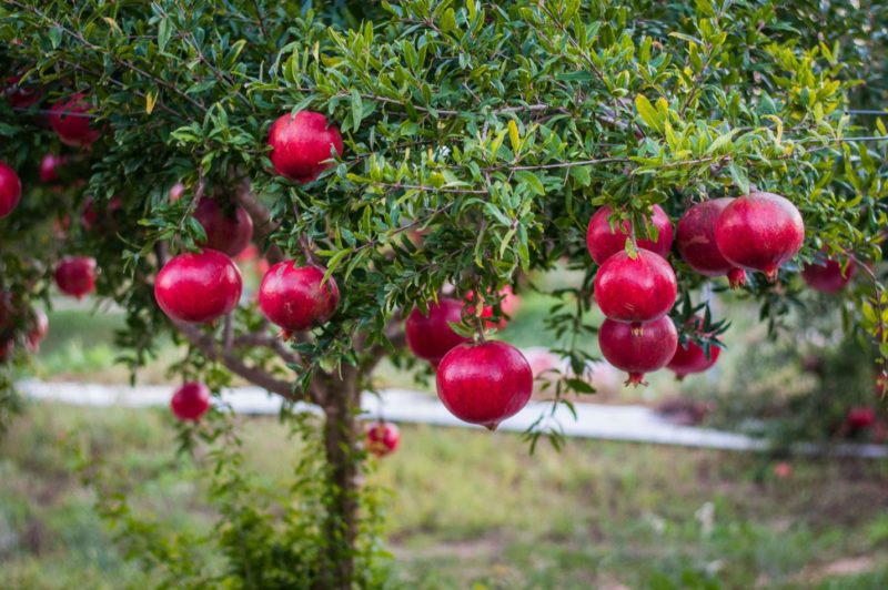 How does pomegranate grow, where is it grown and when it ripens