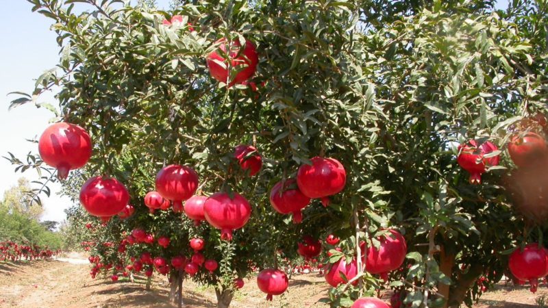 Hoe groeit granaatappel, waar wordt hij gekweekt en wanneer hij rijpt