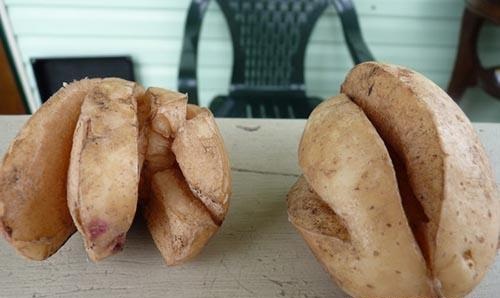 Wat te doen als aardappelen barsten en in de grond barsten, waarom gebeurt dit?