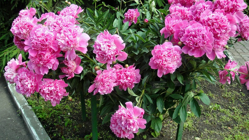 When is it necessary to transplant peonies to another place in the summer and how to carry it out correctly