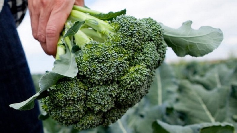 Kedy žať a ako uchovávať brokolicu