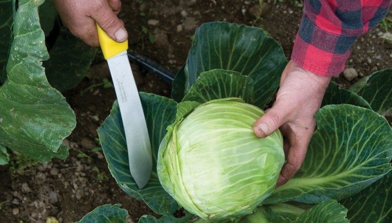 When is it better to chop cabbage for pickling