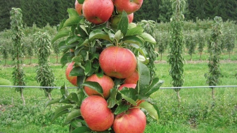 إرشادات خطوة بخطوة لتطعيم شجرة تفاح في الصيف للمبتدئين