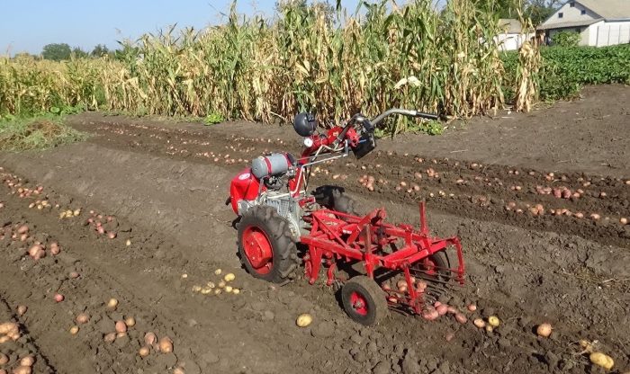 Cómo cavar patatas con un tractor a pie