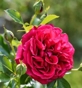 De beste winterharde rozenvariëteiten die de hele zomer bloeien en de eigenaardigheden van hun teelt