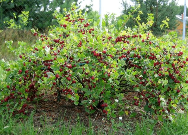 Gooseberry compatibility with currants and other crops in the garden