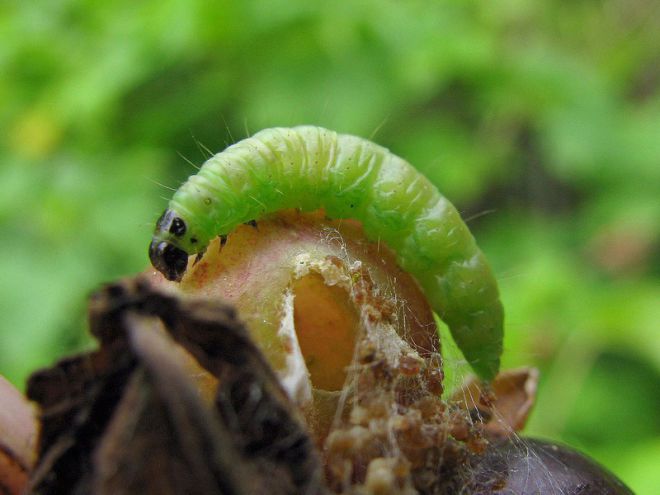 Who eats gooseberries and how to deal with pests
