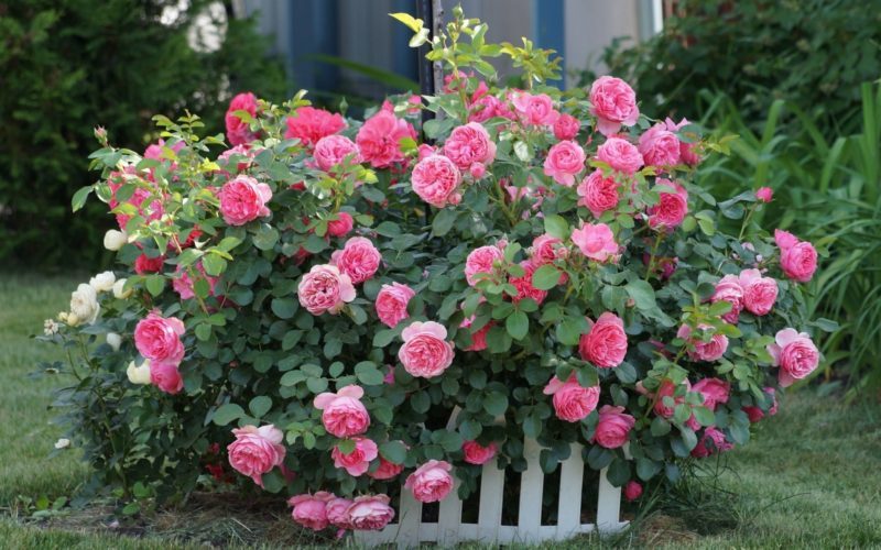 Най-добрите зимноустойчиви сортове рози, цъфтящи през цялото лято и особеностите на тяхното отглеждане