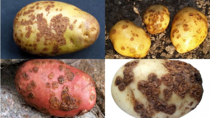 Podrobný opis a účinná liečba chorôb zemiakov