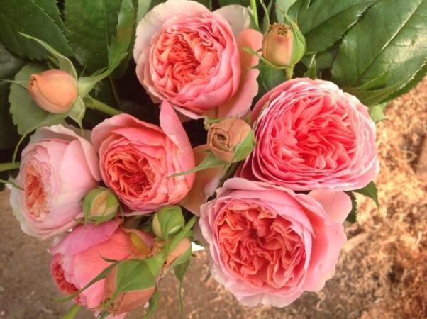 De beste winterharde rozenvariëteiten die de hele zomer bloeien en de eigenaardigheden van hun teelt