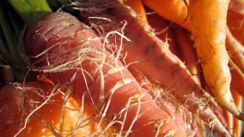 Reasons why carrots are soft in the ground and what to do about it