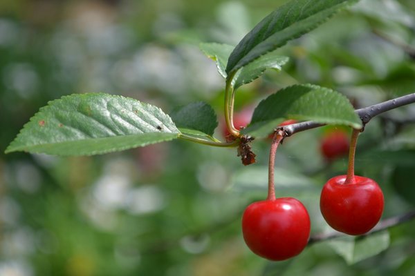 What is cherry pruning in summer for and how to do it correctly